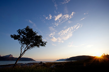 Image showing Tree Silhouette