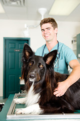 Image showing Large Dog at Small Animcal Clinic