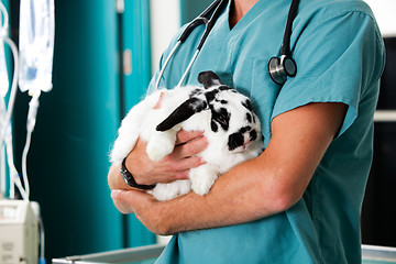 Image showing Rabbit at Vet Clinic