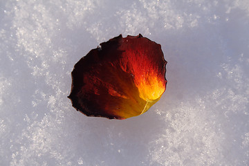 Image showing petal of rose on snow