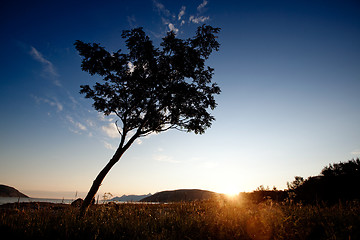 Image showing Tree Silhouette Coast