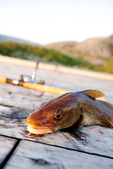 Image showing Fresh Cod Fish