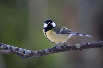 Image showing great tit