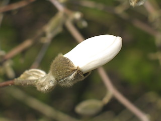 Image showing magnolia