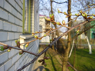 Image showing cherry bud