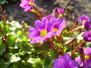 Image showing spring flower