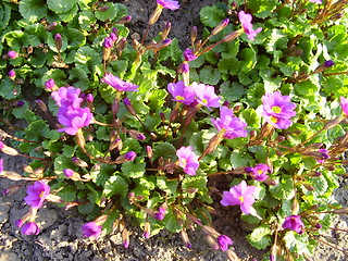 Image showing spring flowers