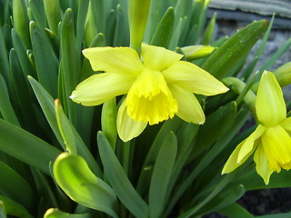 Image showing narcissus bloom