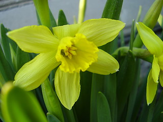 Image showing narcisus bloom