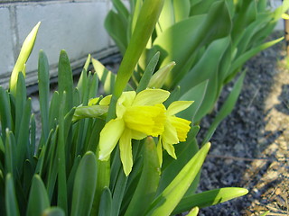 Image showing narcisus bloom 3