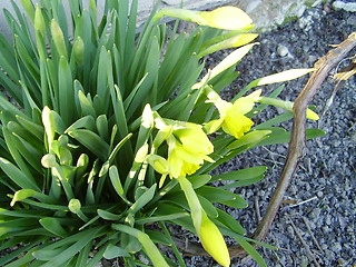 Image showing narcisus bloom 4