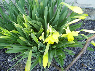 Image showing narcisus bloom 7