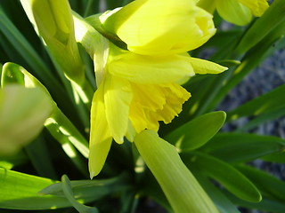 Image showing narcisus bloom 5