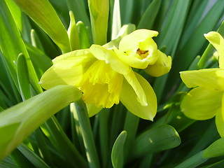 Image showing narcisus bloom 6