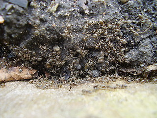 Image showing ants