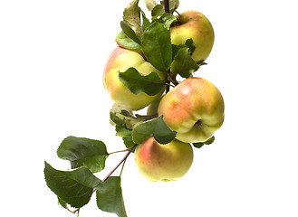 Image showing Apple.