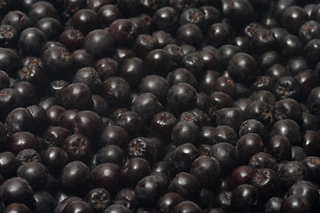 Image showing Aronia.