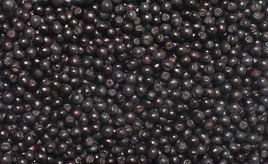 Image showing Chokeberry.