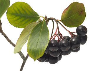 Image showing Aronia.