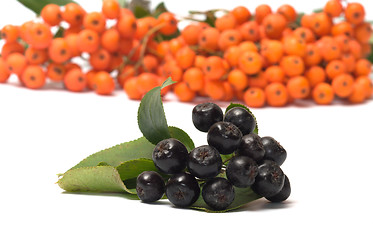 Image showing Ashberry.