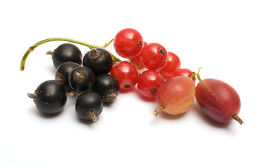 Image showing Berries.