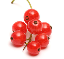 Image showing Red currant.