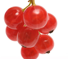 Image showing Redcurrant.