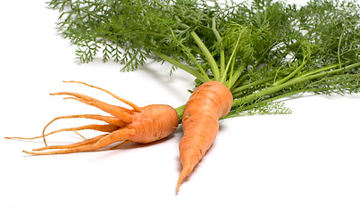 Image showing Carrots.