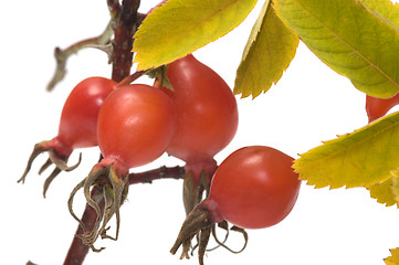 Image showing Dogrose berries.