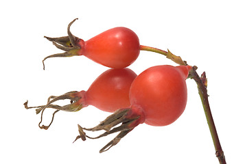 Image showing Dogrose berry.