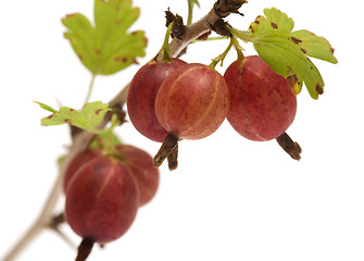 Image showing Gooseberries.