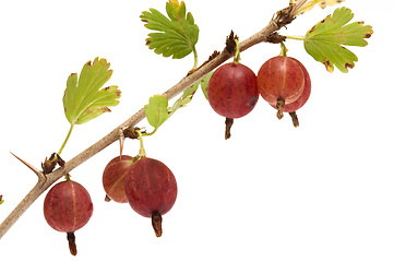 Image showing Gooseberries.