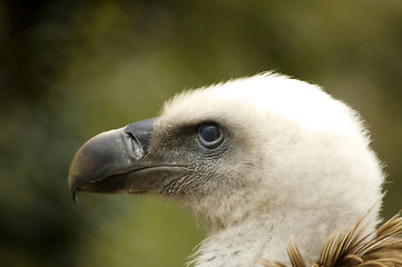 Image showing European vulture