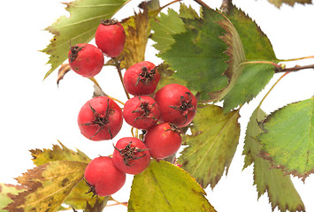 Image showing Hawthorn.