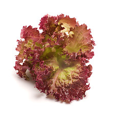 Image showing Lettuce.