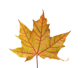 Image showing Maple leaf.