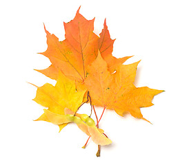 Image showing Maple leaves.