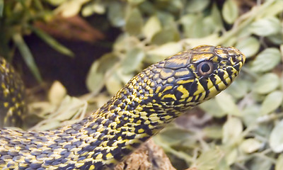 Image showing Snake