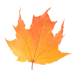 Image showing Maple leaf.