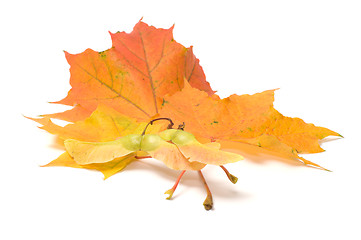 Image showing Maple leaves.