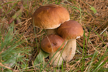 Image showing Three ceps.