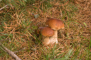 Image showing Three ceps.