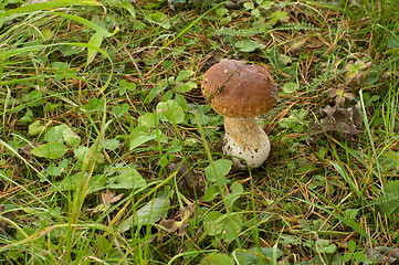 Image showing Mushroom.