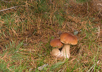 Image showing Two ceps.