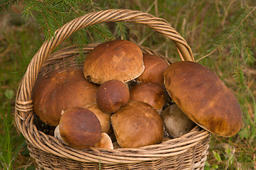 Image showing Crop of mushrooms.