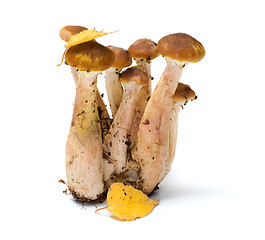 Image showing Honey agaric.