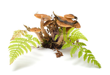 Image showing Honey agaric.