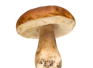 Image showing Mushroom.