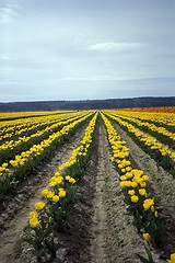 Image showing Tulips