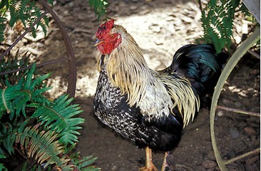 Image showing Rooster